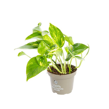 Visuel 1 du produit Pothos Aureus pot Ø12xH55 cm