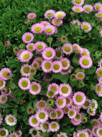 Visuel 1 du produit Vergerette des rivages ‘Sea Breeze’ - Le pot de 2 litres