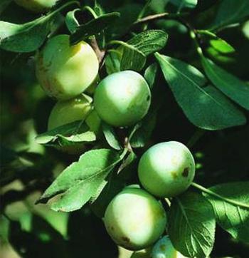 Visuel 1 du produit Prunier Reine Claude dorée calibre 10/12. Le pot de 35 litres, forme 1/2 tige