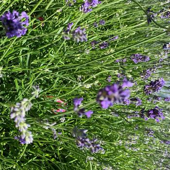 Visuel 1 du produit Lavande Angustifolia Dwarf Blue bleu. Le pot de 7,5 litres