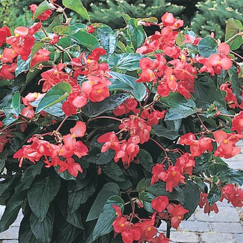 Visuel 1 du produit Begonia Semperflorens 'Viking' - Le pot de 13 cm
