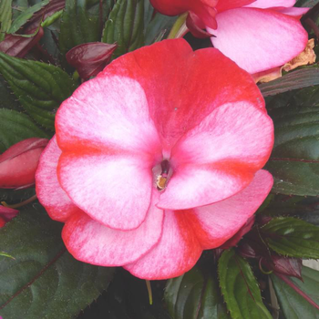Visuel 1 du produit Impatiens de Nouvelle Guinée blanche - La coupe terre cuite