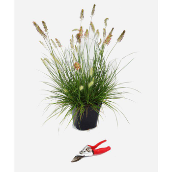 Visuel 1 du produit Pennisetum Alop.Little Bunny - Le pot de 3 litres