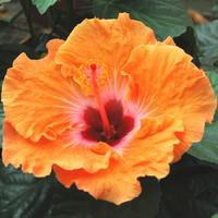 Visuel 1 du produit Hibiscus de Chine - Le pot de 3 litres