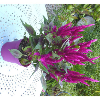 Visuel 1 du produit Célosie Argentea Javalin - Le pot de 1 litre