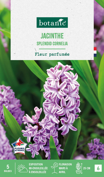 Visuel 1 du produit Jacinthe splendid cornelia botanic® - 5 bulbes