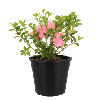 Visuel 1 du produit Azalée Japonaise (Azalea Japonica) 40/50 rose. Le pot de 7 litres