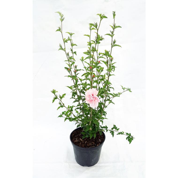 Visuel 1 du produit HIBISCUS syriacus PINK CHIFFON ® 'Jwnwood4' cov 5L