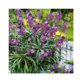 Visuel 1 du produit Erysimum linifolium - Le pot de 2,5 litres