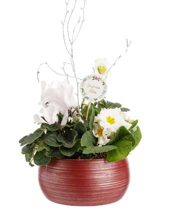 Visuel 1 du produit Composition d'Hellébore, Cyclamen et Primevère. Le pot Ø 18/21 cm décor rouge et argent.