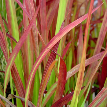 Visuel 1 du produit Imperata Cylindrica Red Baron au feuillage rouge - Le pot de 1 litre