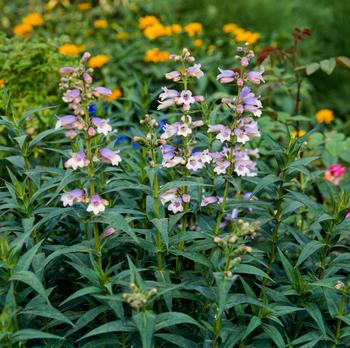 Visuel 1 du produit Penstemon ‘Sour Grapes’ - Le pot de 2 litres