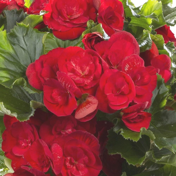 Visuel 1 du produit Begonia Solenias. Le pot de 4,5 litres