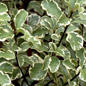 Visuel 1 du produit Pittosporum tenuifolium argyrophyllum variegatum en pot de 7,5 L