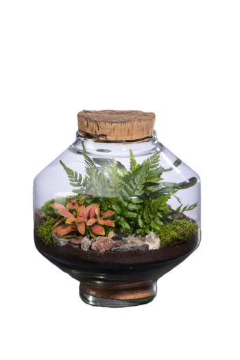 Visuel 1 du produit Terrarium autonome Solu M botanic® - Ø 10,3-17 x 20 cm