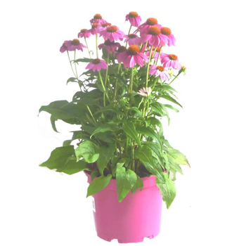 Visuel 1 du produit Echinacea Purpurea Powwow Wild Berry ' - Le pot de 2 litres