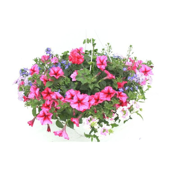 Visuel 1 du produit Suspension anglaise - La suspension diam 27 cm