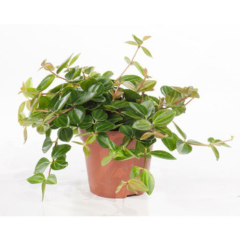 Visuel 1 du produit Peperomia angulata 25 cm. Le pot de 15 cm