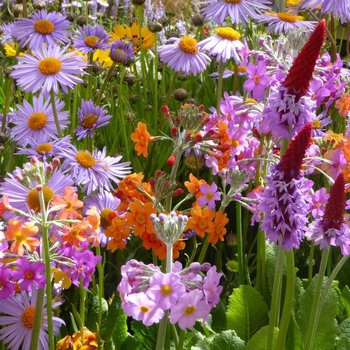 Visuel 1 du produit Plantes vivaces variées divers coloris. Le pot de 3 litres