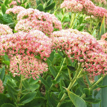 Visuel 1 du produit Sédum herbstfreude rose en pot de 2 L