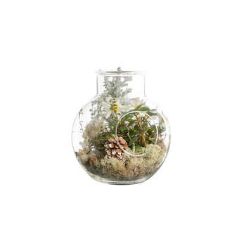 Visuel 1 du produit Hellebore Top Point Terrarium 25Cm