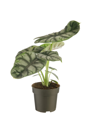 Visuel 1 du produit Alocasia Silver Dragon vert. Le pot Ø 17 cm
