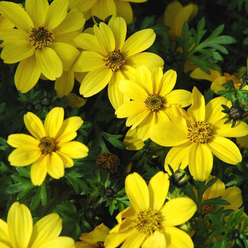 Visuel 1 du produit Bident 'Tweety Compact' - Le pot de 12 cm