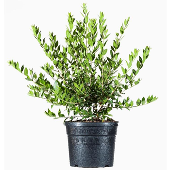 Visuel 1 du produit Myrtus Luma (Myrte du Chili) en pot de 4 L vert