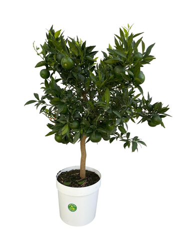 Visuel 1 du produit Mandarinier coloris orange - 5 L