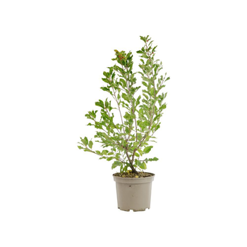 Visuel 1 du produit Amelanchier Ovalis – 3 L