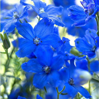 Visuel 1 du produit Delphinium Nudicaule - Le pot de 3 litres