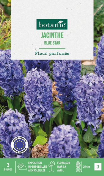 Visuel 1 du produit Jacinthe blue star botanic® - 3 bulbes