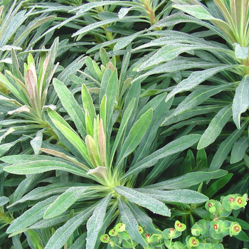 Visuel 1 du produit Euphorbe vivace à fleurs multicolores - Le pot de 2 litres