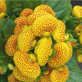 Visuel 1 du produit Calcéolaire annuelle - Le pot de 10.5 cm