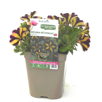 Visuel 1 du produit Pétunia retombant bicolore - Le pot de 12 x 12 cm