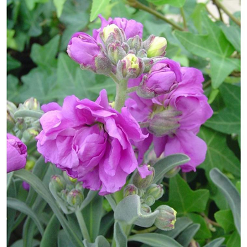 Visuel 1 du produit Giroflée de Nice à fleurs multicolores - Le pot Ø 13 cm