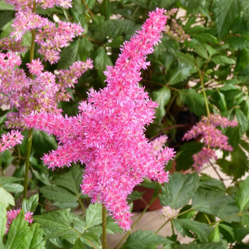 Visuel 1 du produit Astilbe. Le pot de 3 litres