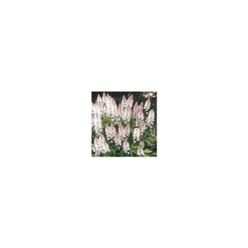 Visuel 1 du produit Tiarella Spring Symphony - Le pot de 1 litre