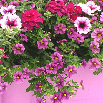 Visuel 1 du produit Jardinière variée coloris variés. La jardinière de 50 cm