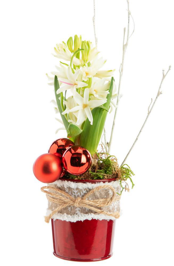 Visuel 1 du produit Jacinthe x 1 pot zinc rouge ruban textile - Ø 8 cm