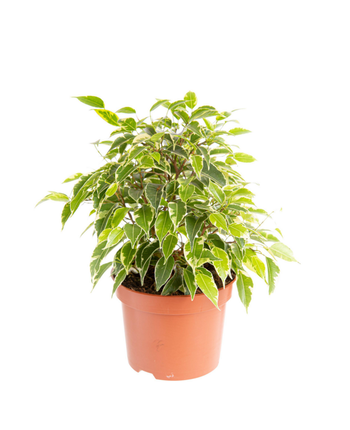 Visuel 1 du produit Ficus benjamina Kinky multicolore. Le pot Ø 12 cm