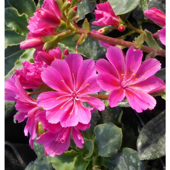 Visuel 1 du produit Lewisiam - Le pot de 10.5 cm