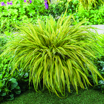 Visuel 1 du produit Hakonechloa Mince Aureola vert botanic®. Le pot de 1 litre