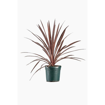 Visuel 1 du produit Cordyline Australis 'Red Star' en pot de 7 L rouge