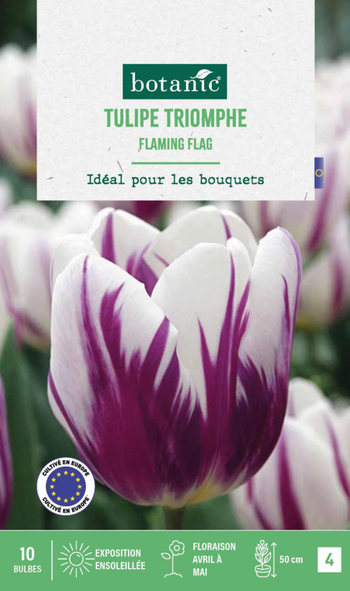 Visuel 1 du produit Tulipe Flaming flag botanic® - 10 bulbes