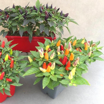 Visuel 1 du produit Piment décoratif - La jardinette de 25 cm