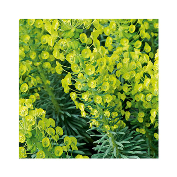 Visuel 1 du produit Euphorbe characias en pot de 3 litres