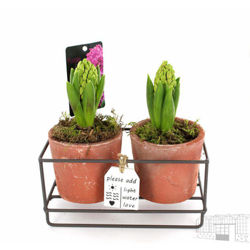 Visuel 1 du produit Jacinthes x 2 en pot déco - La composition