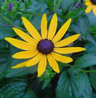 Visuel 1 du produit Rudbeckia vivace jaune. Le pot de 3 litres