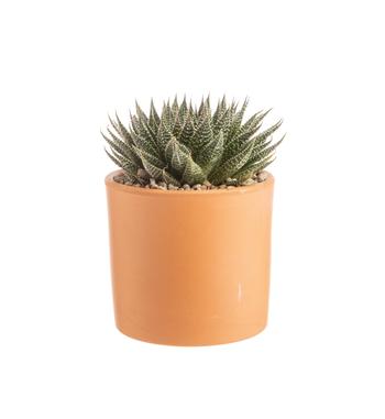 Visuel 1 du produit Aloe aristata botanic®. Le pot en terre cuite de Ø 14 cm